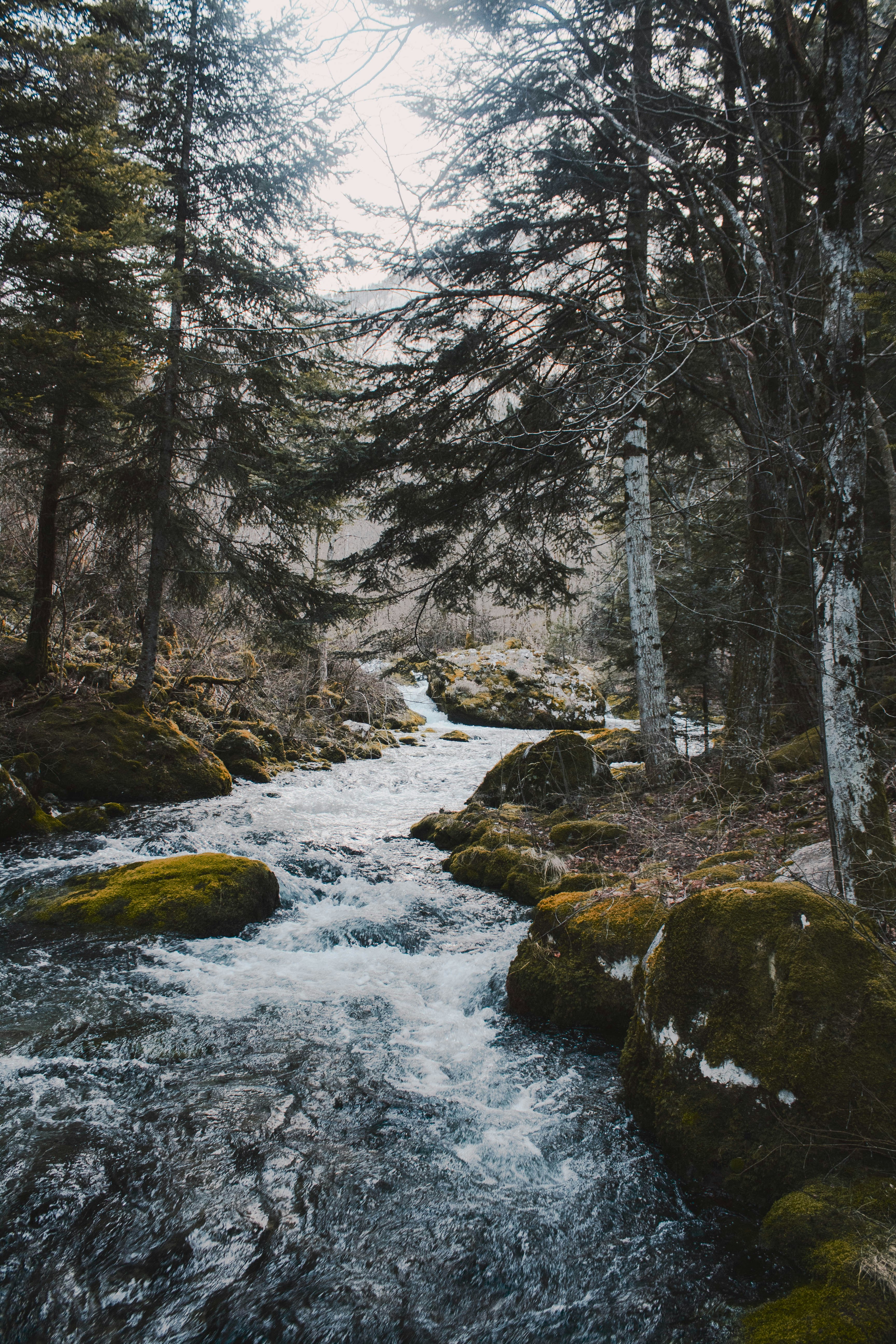 river in the middle of trees